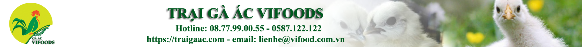 Trại Gà Ác Vifoods