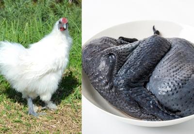 Chuyên Cung Cấp Gà Ác Chất Lượng Giá Rẻ Tại Tp Hcm